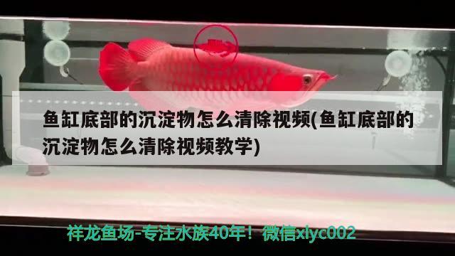 魚缸底部的沉淀物怎么清除視頻(魚缸底部的沉淀物怎么清除視頻教學) 飛鳳魚苗