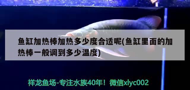 魚缸加熱棒加熱多少度合適呢(魚缸里面的加熱棒一般調(diào)到多少溫度) 元寶鳳凰魚