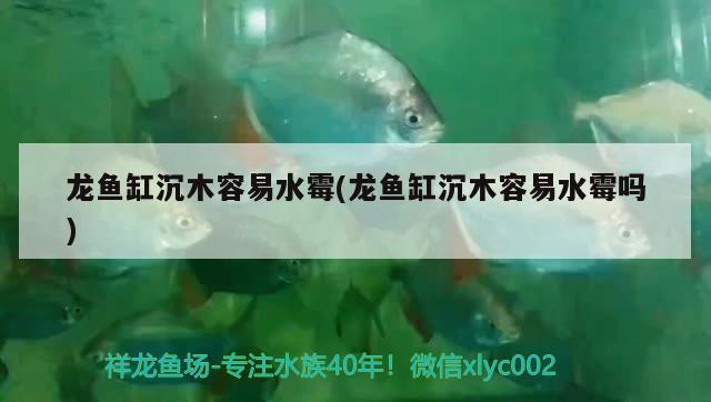 龍魚缸沉木容易水霉(龍魚缸沉木容易水霉嗎) 戰(zhàn)車紅龍魚