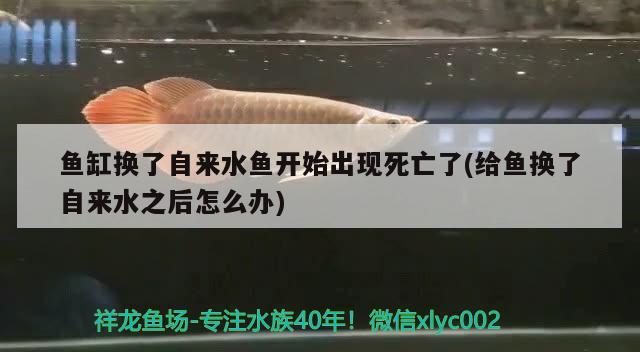 魚缸換了自來水魚開始出現(xiàn)死亡了(給魚換了自來水之后怎么辦)