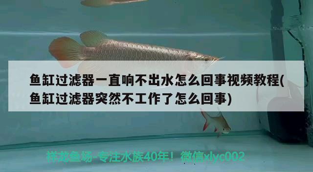 魚(yú)缸過(guò)濾器一直響不出水怎么回事視頻教程(魚(yú)缸過(guò)濾器突然不工作了怎么回事)