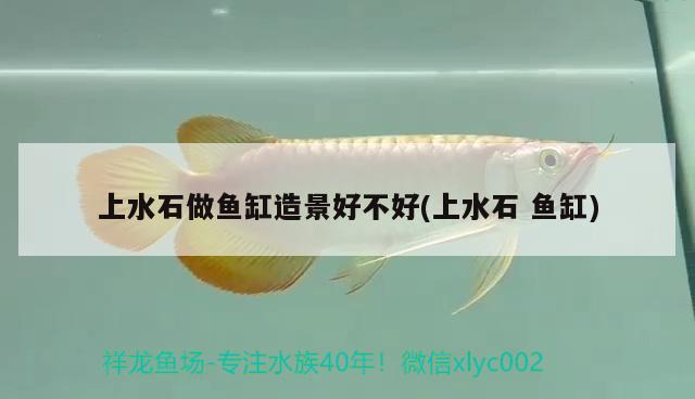 上水石做魚缸造景好不好(上水石魚缸) 檸檬鯽