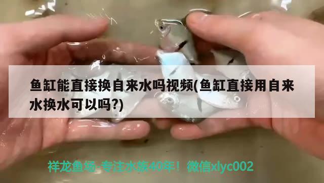 魚缸能直接換自來水嗎視頻(魚缸直接用自來水換水可以嗎?)