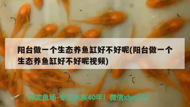 陽(yáng)臺(tái)做一個(gè)生態(tài)養(yǎng)魚缸好不好呢(陽(yáng)臺(tái)做一個(gè)生態(tài)養(yǎng)魚缸好不好呢視頻)