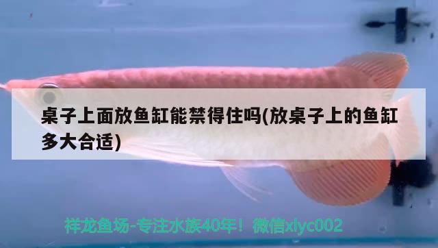 桌子上面放魚缸能禁得住嗎(放桌子上的魚缸多大合適)