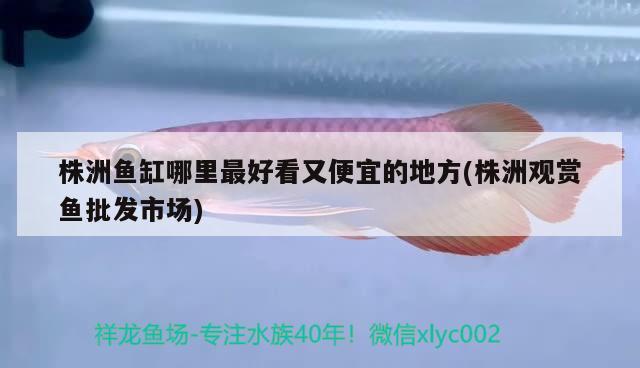 株洲魚(yú)缸哪里最好看又便宜的地方(株洲觀賞魚(yú)批發(fā)市場(chǎng))