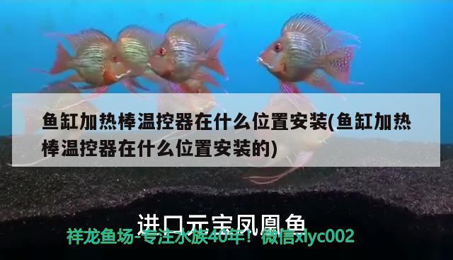 魚缸加熱棒溫控器在什么位置安裝(魚缸加熱棒溫控器在什么位置安裝的)