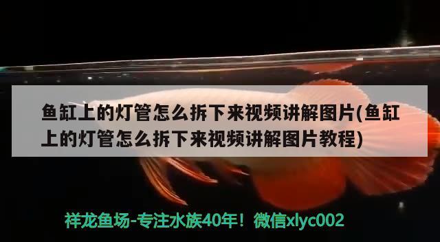 魚缸上的燈管怎么拆下來視頻講解圖片(魚缸上的燈管怎么拆下來視頻講解圖片教程) 過背金龍魚