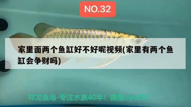 家里面兩個魚缸好不好呢視頻(家里有兩個魚缸會爭財嗎)