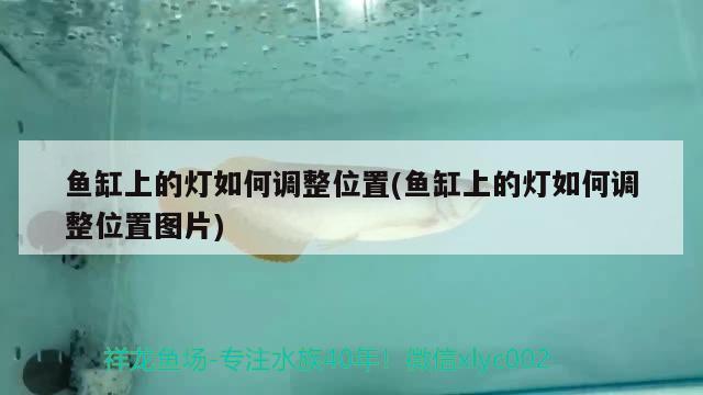 魚缸上的燈如何調(diào)整位置(魚缸上的燈如何調(diào)整位置圖片)