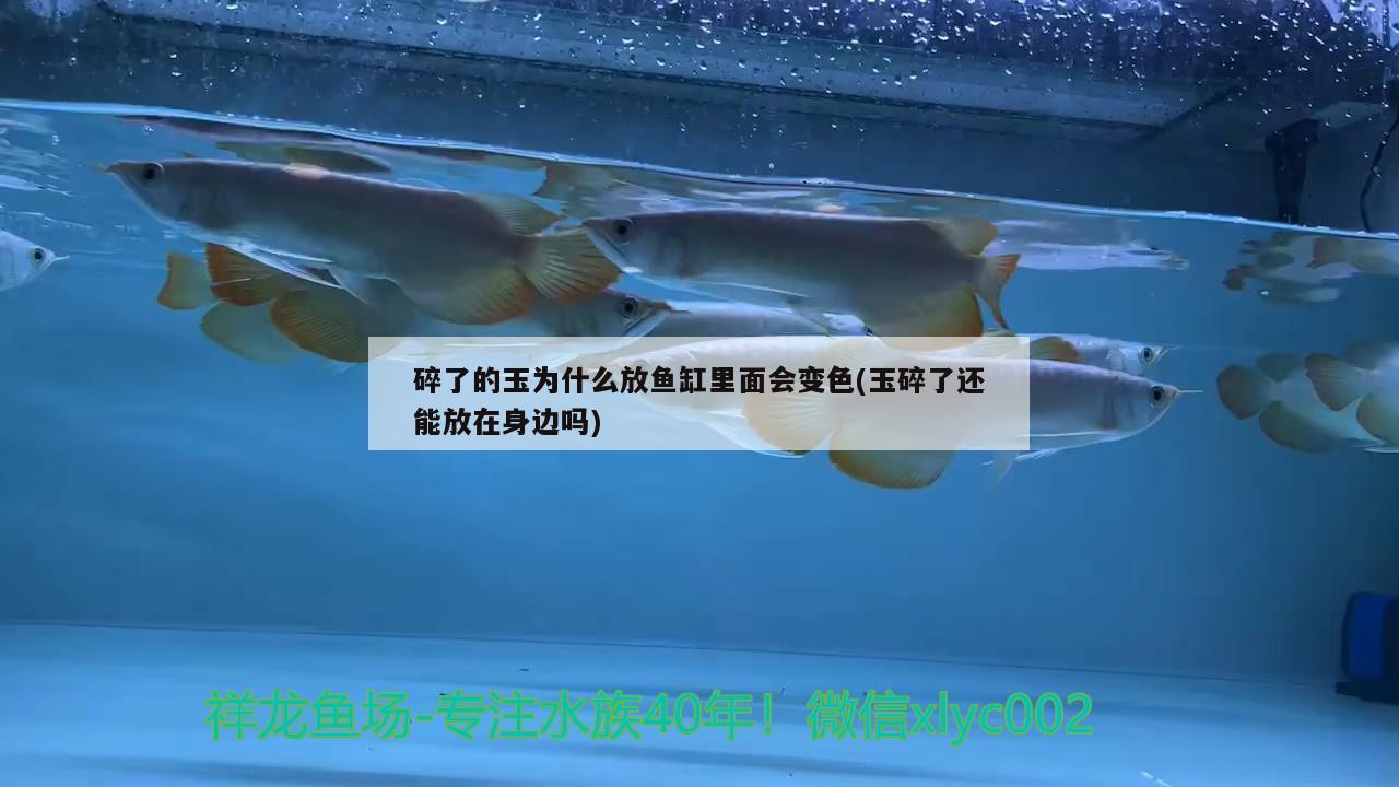 碎了的玉為什么放魚缸里面會(huì)變色(玉碎了還能放在身邊嗎) 短身紅龍魚