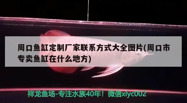 周口魚缸定制廠家聯(lián)系方式大全圖片(周口市專賣魚缸在什么地方) 女王大帆魚