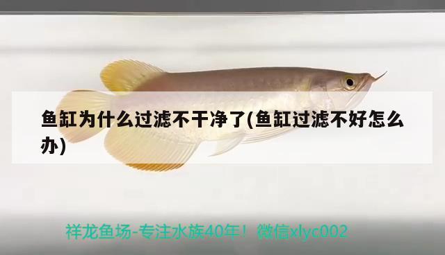 魚缸為什么過濾不干凈了(魚缸過濾不好怎么辦)