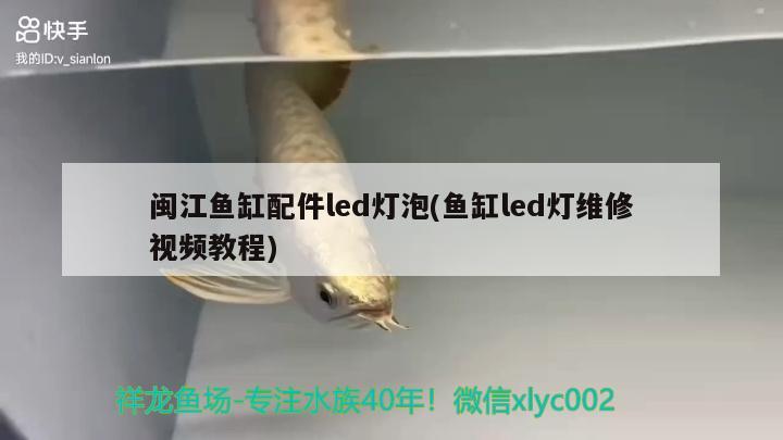 閩江魚(yú)缸配件led燈泡(魚(yú)缸led燈維修視頻教程) 檸檬鯽