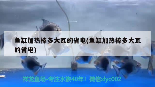 魚缸加熱棒多大瓦的省電(魚缸加熱棒多大瓦的省電) 黃金斑馬魚