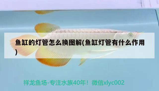 魚缸的燈管怎么換圖解(魚缸燈管有什么作用)