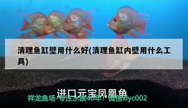 清理魚缸壁用什么好(清理魚缸內(nèi)壁用什么工具) 廣州觀賞魚批發(fā)市場