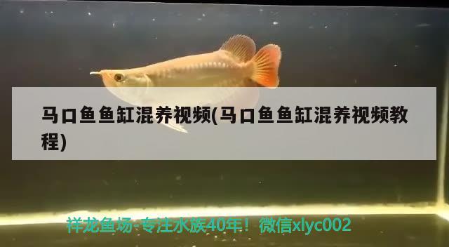 馬口魚(yú)魚(yú)缸混養(yǎng)視頻(馬口魚(yú)魚(yú)缸混養(yǎng)視頻教程) 紅眼黃化幽靈火箭魚(yú)|皇家火箭魚(yú)