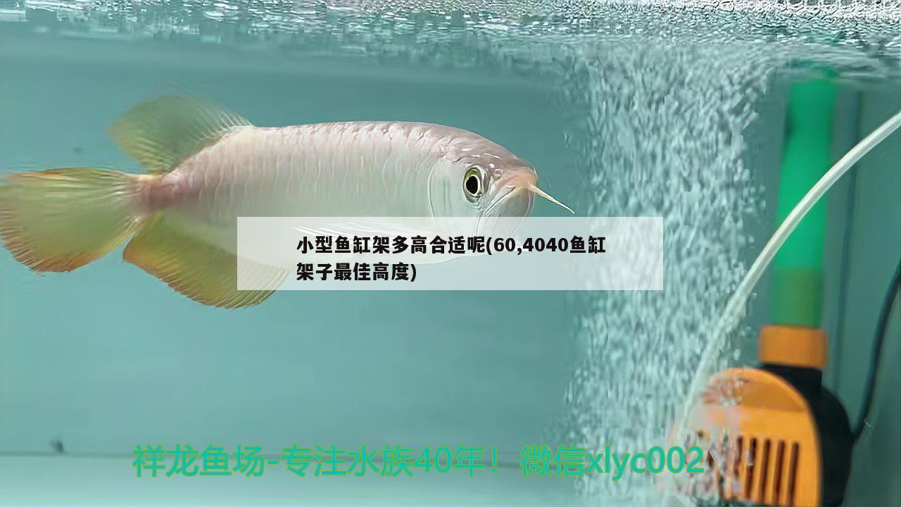 小型魚缸架多高合適呢(60,4040魚缸架子最佳高度)