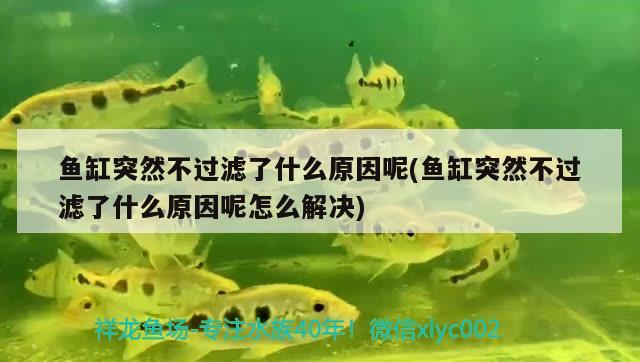 魚(yú)缸突然不過(guò)濾了什么原因呢(魚(yú)缸突然不過(guò)濾了什么原因呢怎么解決) 黑水素