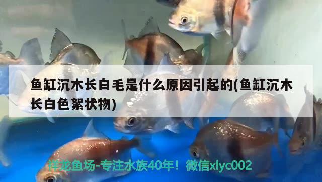 魚缸沉木長白毛是什么原因引起的(魚缸沉木長白色絮狀物)