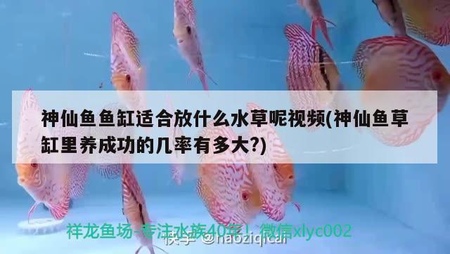 神仙魚魚缸適合放什么水草呢視頻(神仙魚草缸里養(yǎng)成功的幾率有多大?) 水草