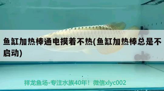 魚(yú)缸加熱棒通電摸著不熱(魚(yú)缸加熱棒總是不啟動(dòng)) 女王大帆魚(yú)苗