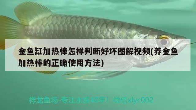 金魚缸加熱棒怎樣判斷好壞圖解視頻(養(yǎng)金魚加熱棒的正確使用方法)