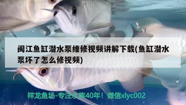 閩江魚缸潛水泵維修視頻講解下載(魚缸潛水泵壞了怎么修視頻)