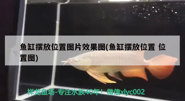 魚缸擺放位置圖片效果圖(魚缸擺放位置位置圖) 潛水泵