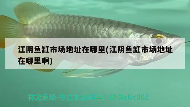 江陰魚缸市場地址在哪里(江陰魚缸市場地址在哪里啊) 恐龍王魚