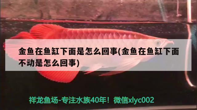 金魚在魚缸下面是怎么回事(金魚在魚缸下面不動是怎么回事)