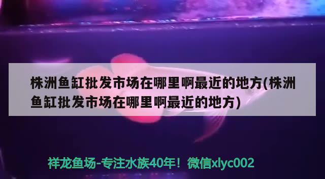 株洲魚缸批發(fā)市場在哪里啊最近的地方(株洲魚缸批發(fā)市場在哪里啊最近的地方)