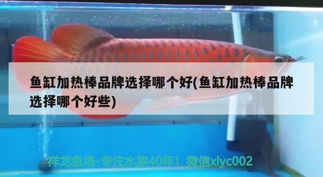 魚(yú)缸加熱棒品牌選擇哪個(gè)好(魚(yú)缸加熱棒品牌選擇哪個(gè)好些) 生態(tài)瓶/創(chuàng)意缸/桌面微景缸