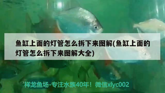 魚缸上面的燈管怎么拆下來圖解(魚缸上面的燈管怎么拆下來圖解大全)