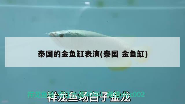 泰國的金魚缸表演(泰國金魚缸)