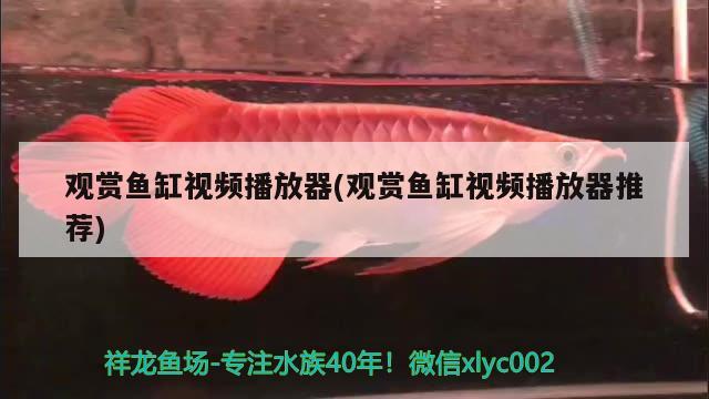 觀賞魚缸視頻播放器(觀賞魚缸視頻播放器推薦)