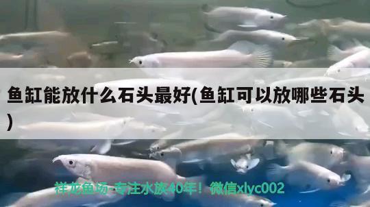 魚缸能放什么石頭最好(魚缸可以放哪些石頭)