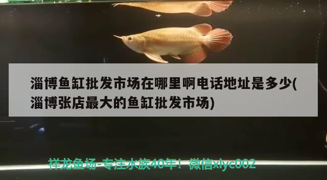 淄博魚缸批發(fā)市場在哪里啊電話地址是多少(淄博張店最大的魚缸批發(fā)市場) 泰國雪鯽魚