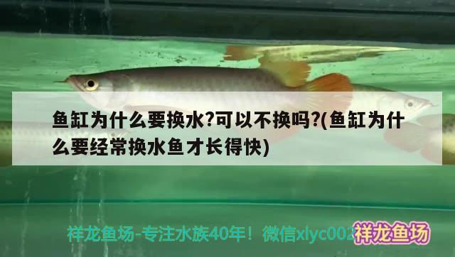 魚缸為什么要換水?可以不換嗎?(魚缸為什么要經(jīng)常換水魚才長(zhǎng)得快)