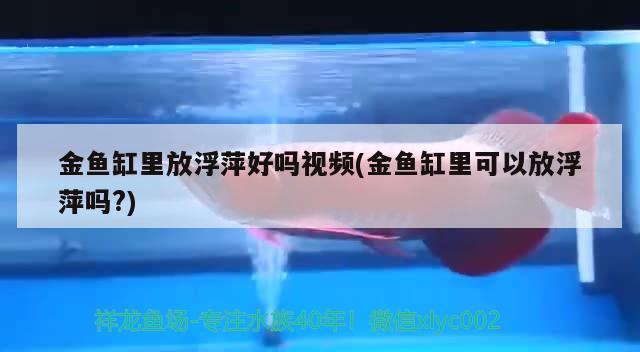 金魚缸里放浮萍好嗎視頻(金魚缸里可以放浮萍嗎?)