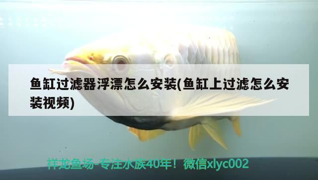 魚(yú)缸過(guò)濾器浮漂怎么安裝(魚(yú)缸上過(guò)濾怎么安裝視頻) 奈及利亞紅圓點(diǎn)狗頭