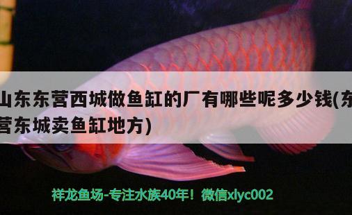 山東東營(yíng)西城做魚缸的廠有哪些呢多少錢(東營(yíng)東城賣魚缸地方) 巴西亞魚