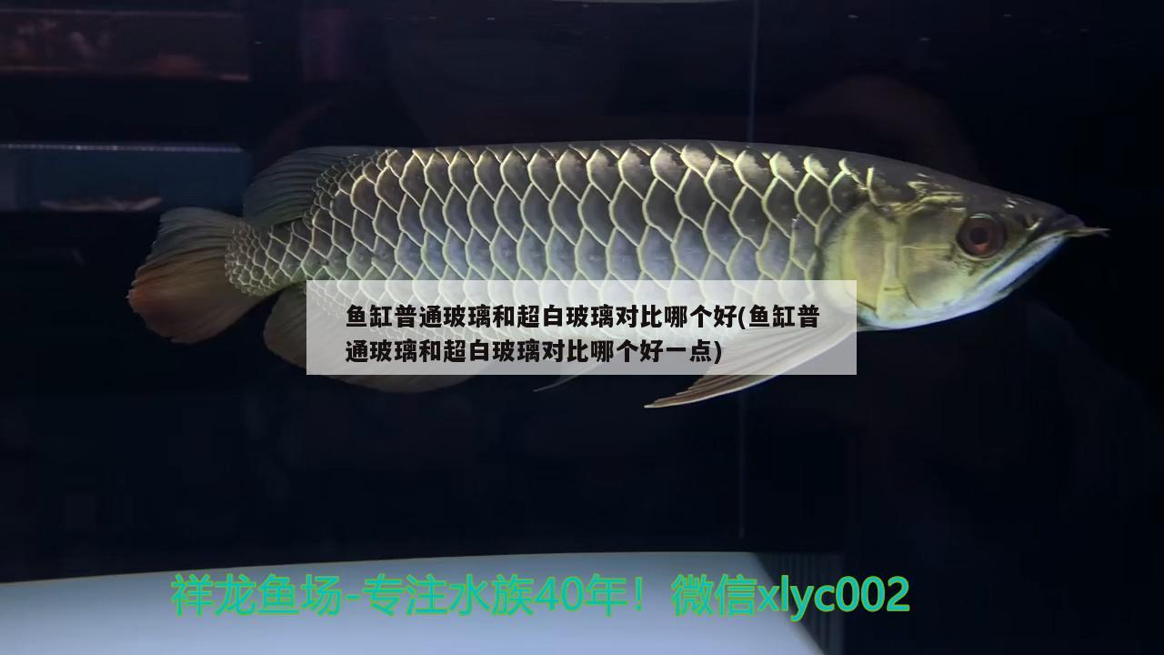 魚(yú)缸普通玻璃和超白玻璃對(duì)比哪個(gè)好(魚(yú)缸普通玻璃和超白玻璃對(duì)比哪個(gè)好一點(diǎn)) 肺魚(yú)