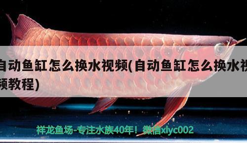 自動(dòng)魚缸怎么換水視頻(自動(dòng)魚缸怎么換水視頻教程)