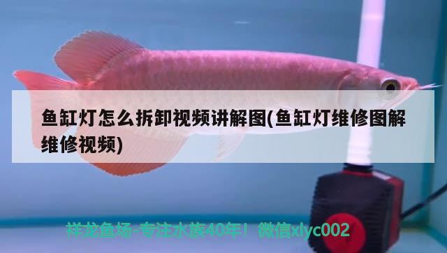 魚缸燈怎么拆卸視頻講解圖(魚缸燈維修圖解維修視頻) 喂食器