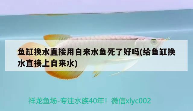 魚缸換水直接用自來水魚死了好嗎(給魚缸換水直接上自來水)