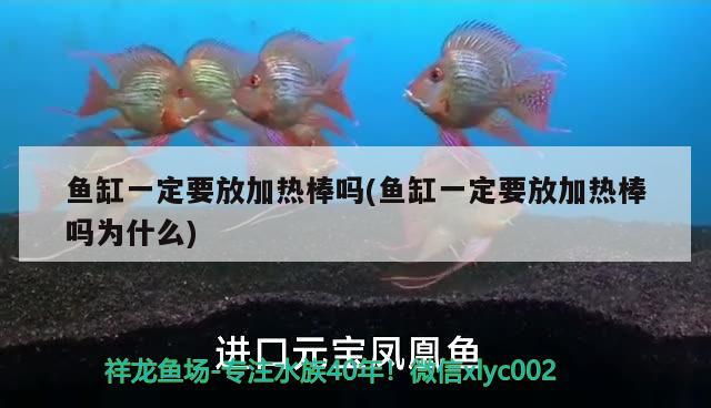 魚缸一定要放加熱棒嗎(魚缸一定要放加熱棒嗎為什么)