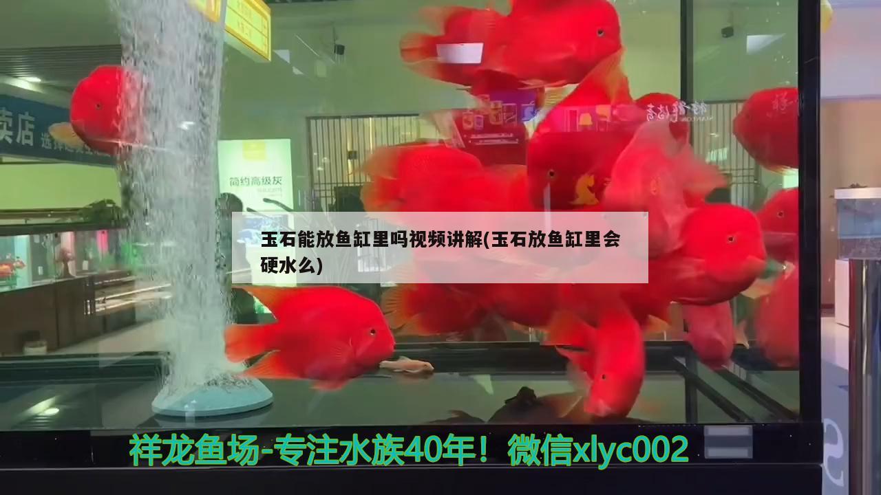 玉石能放魚缸里嗎視頻講解(玉石放魚缸里會硬水么)