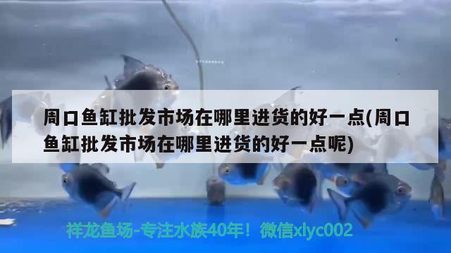 周口魚缸批發(fā)市場在哪里進貨的好一點(周口魚缸批發(fā)市場在哪里進貨的好一點呢) 泰國雪鯽魚 第1張